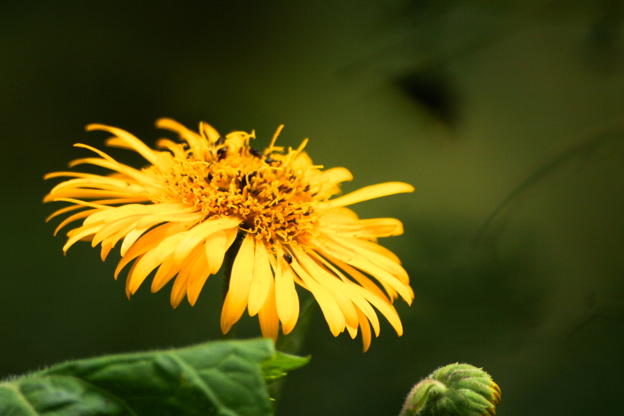A yellow flower, similar to a dandelion, against a diffuse green background